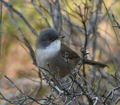 Curruca melanocephala