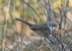 Curruca melanocephala