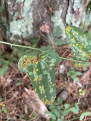 Coleosporium solidaginis