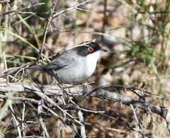 Curruca melanocephala