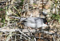 Curruca melanocephala