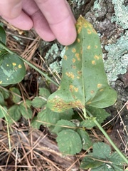 Coleosporium solidaginis