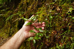 Metrosideros umbellata