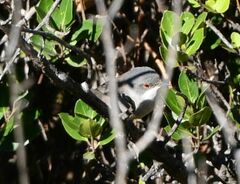 Curruca melanocephala