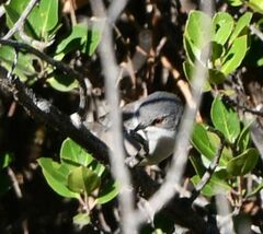 Curruca melanocephala