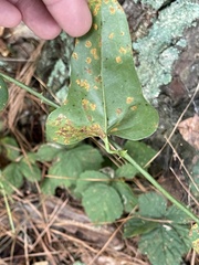 Coleosporium solidaginis