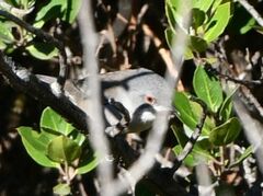 Curruca melanocephala