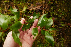 Metrosideros umbellata
