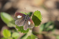 Candalides xanthospilos