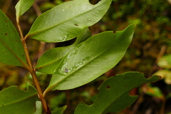 Metrosideros umbellata