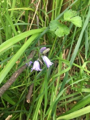 Hyacinthoides