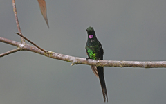 Heliodoxa imperatrix