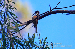 Acanthorhynchus tenuirostris