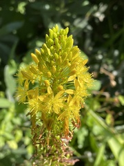 Bulbine latifolia
