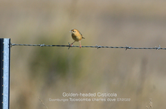 Cisticola exilis