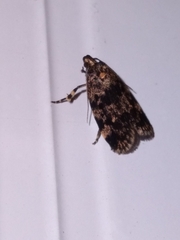 Barea codrella