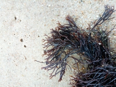 Furcellaria lumbricalis