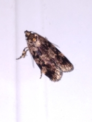 Barea codrella