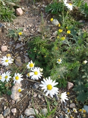 Tripleurospermum maritimum