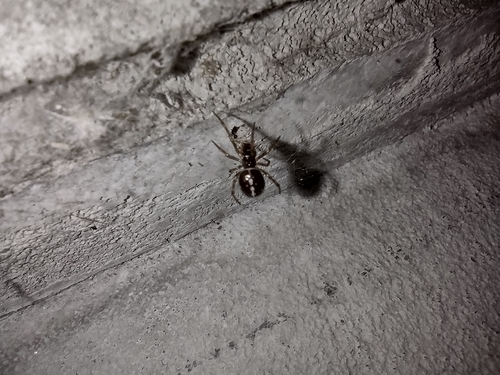 snovačka dvojbodková (Steatoda bipunctata)