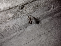 Theridiidae