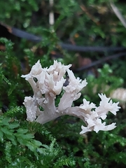 Clavulina coralloides