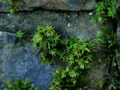 Encalypta streptocarpa