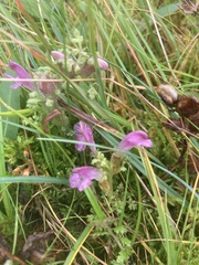 Pedicularis sylvatica