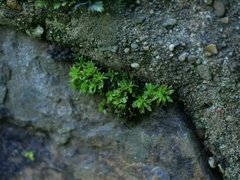 Encalypta streptocarpa