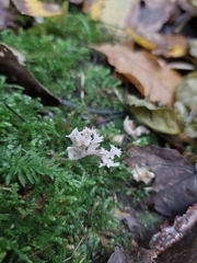 Clavulina coralloides