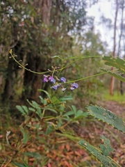 Glycine clandestina