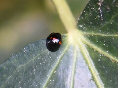 Chilocorus bipustulatus