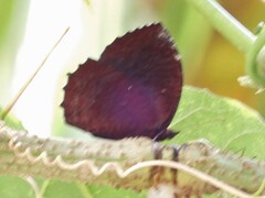 Elymnias hypermnestra beatrice