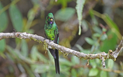 Heliodoxa imperatrix