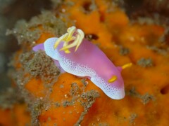 Hypselodoris apolegma