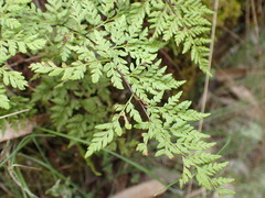 Cheilanthes