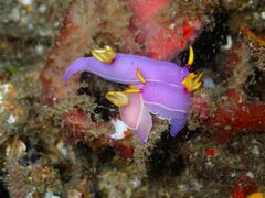 Hypselodoris bullockii