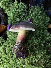 Xerocomellus pruinatus