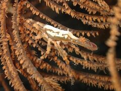 Xenocarcinus conicus