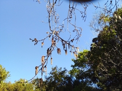 Populus × canescens