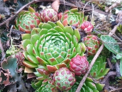 Sempervivum globiferum