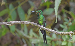 Heliodoxa imperatrix