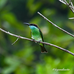 Merops viridis
