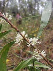 Hakea florulenta