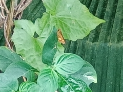Oriens paragola