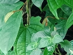 Oriens paragola