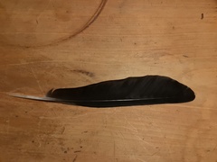 Corvus mellori