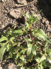 Patellifolia procumbens