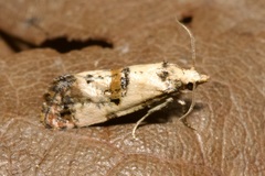 Neocochylis hybridella