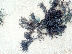 Furcellaria lumbricalis